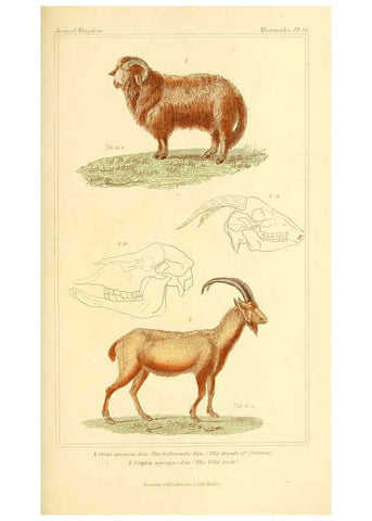 Reproducción/Reproduction 6025606377: The animal kingdom, arranged according to its organization, serving as a foundation for the natural history of animals. v.1 plates. London :G. Henderson,1834-1837