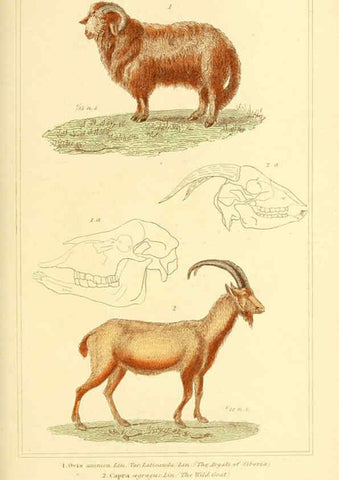 Reproducción/Reproduction 6025606377: The animal kingdom, arranged according to its organization, serving as a foundation for the natural history of animals. v.1 plates. London :G. Henderson,1834-1837