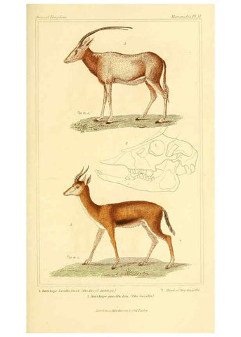 Reproducción/Reproduction 6025606641: The animal kingdom, arranged according to its organization, serving as a foundation for the natural history of animals. v.1 plates. London :G. Henderson,1834-1837