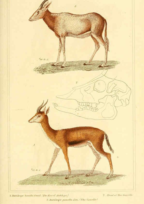 Reproducción/Reproduction 6025606641: The animal kingdom, arranged according to its organization, serving as a foundation for the natural history of animals. v.1 plates. London :G. Henderson,1834-1837