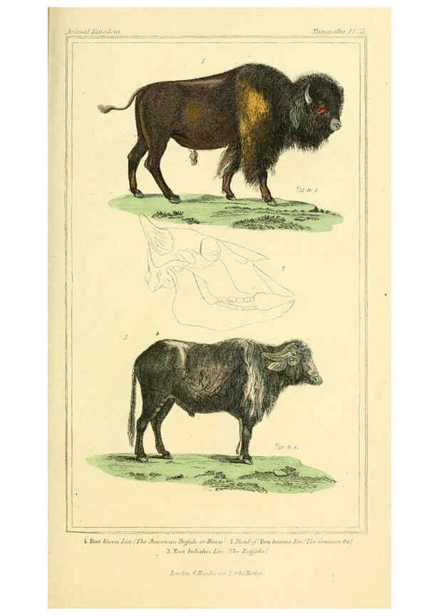 Reproducción/Reproduction 6025607221: The animal kingdom, arranged according to its organization, serving as a foundation for the natural history of animals. v.1 plates. London :G. Henderson,1834-1837