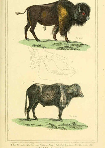 Reproducción/Reproduction 6025607221: The animal kingdom, arranged according to its organization, serving as a foundation for the natural history of animals. v.1 plates. London :G. Henderson,1834-1837