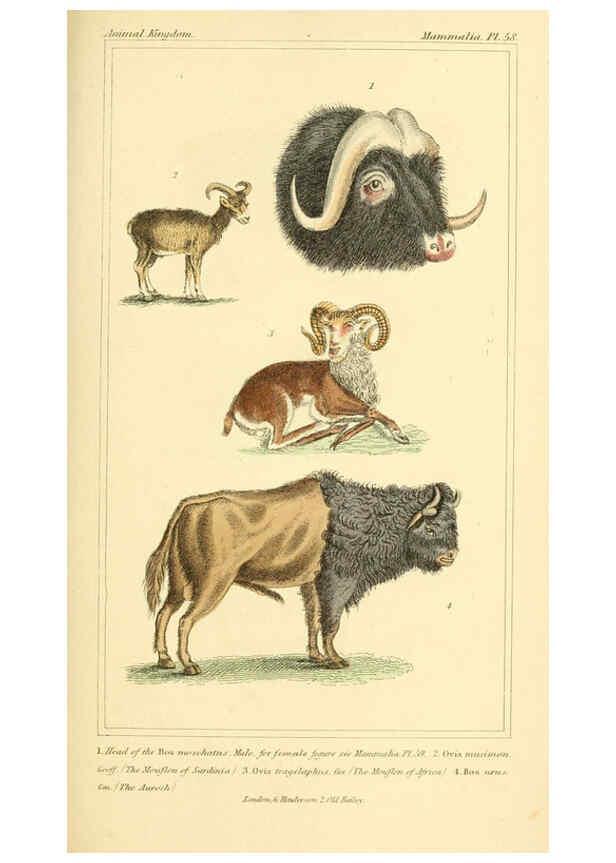 Reproducción/Reproduction 6026163900: The animal kingdom, arranged according to its organization, serving as a foundation for the natural history of animals. v.1 plates. London :G. Henderson,1834-1837