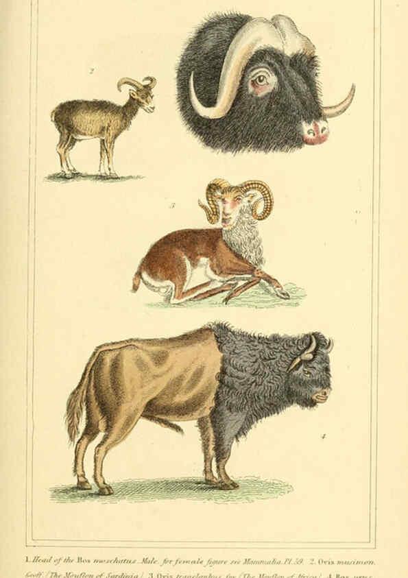Reproducción/Reproduction 6026163900: The animal kingdom, arranged according to its organization, serving as a foundation for the natural history of animals. v.1 plates. London :G. Henderson,1834-1837