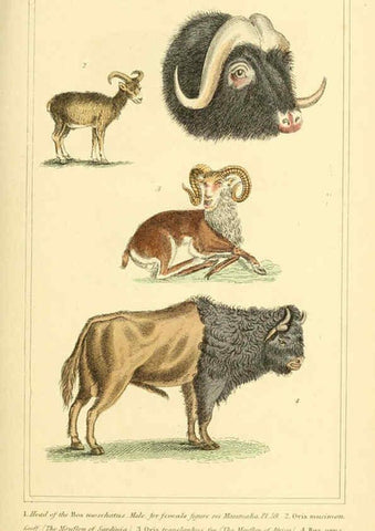 Reproducción/Reproduction 6026163900: The animal kingdom, arranged according to its organization, serving as a foundation for the natural history of animals. v.1 plates. London :G. Henderson,1834-1837