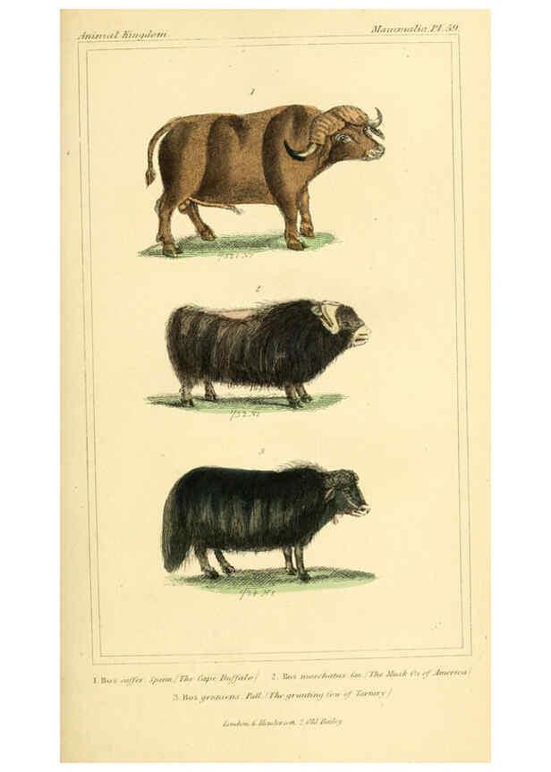 Reproducción/Reproduction 6026164202: The animal kingdom, arranged according to its organization, serving as a foundation for the natural history of animals. v.1 plates. London :G. Henderson,1834-1837