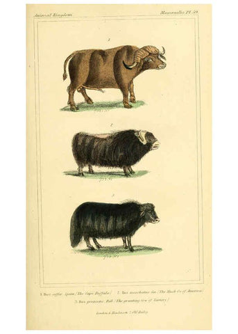 Reproducción/Reproduction 6026164202: The animal kingdom, arranged according to its organization, serving as a foundation for the natural history of animals. v.1 plates. London :G. Henderson,1834-1837