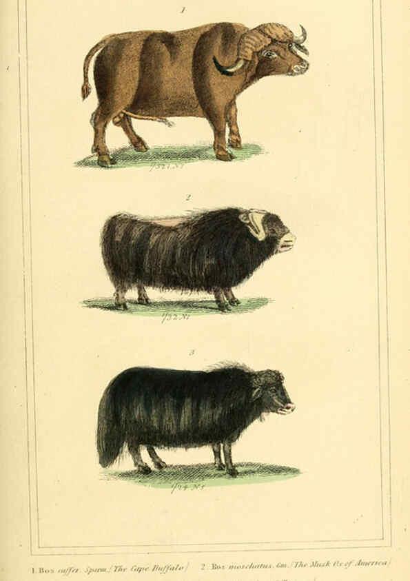 Reproducción/Reproduction 6026164202: The animal kingdom, arranged according to its organization, serving as a foundation for the natural history of animals. v.1 plates. London :G. Henderson,1834-1837