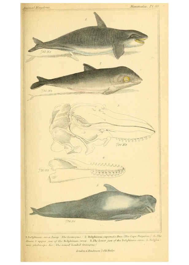 Reproducción/Reproduction 6025608295: The animal kingdom, arranged according to its organization, serving as a foundation for the natural history of animals. v.1 plates. London :G. Henderson,1834-1837