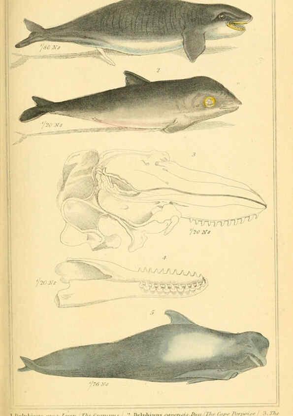 Reproducción/Reproduction 6025608295: The animal kingdom, arranged according to its organization, serving as a foundation for the natural history of animals. v.1 plates. London :G. Henderson,1834-1837