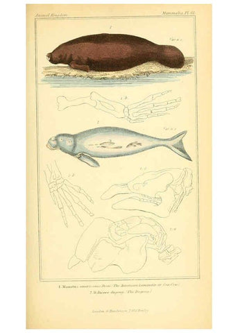 Reproducción/Reproduction 6025608525: The animal kingdom, arranged according to its organization, serving as a foundation for the natural history of animals. v.1 plates. London :G. Henderson,1834-1837