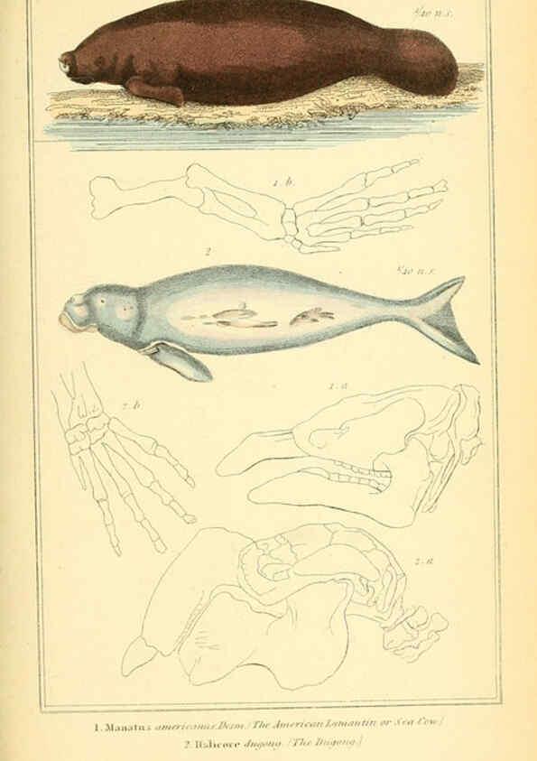 Reproducción/Reproduction 6025608525: The animal kingdom, arranged according to its organization, serving as a foundation for the natural history of animals. v.1 plates. London :G. Henderson,1834-1837