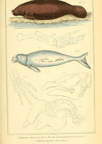 Reproducción/Reproduction 6025608525: The animal kingdom, arranged according to its organization, serving as a foundation for the natural history of animals. v.1 plates. London :G. Henderson,1834-1837