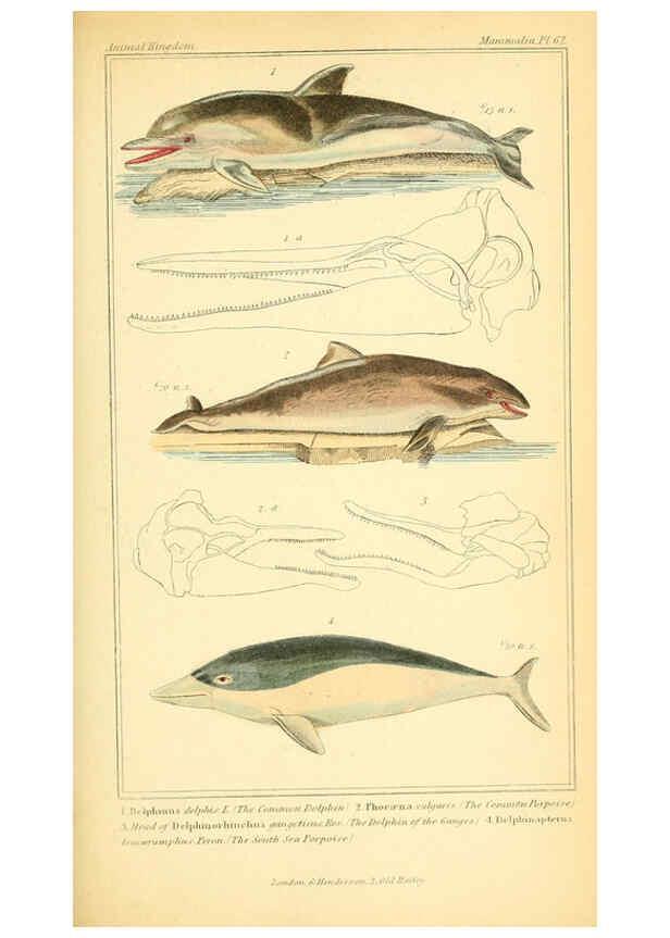 Reproducción/Reproduction 6026164958: The animal kingdom, arranged according to its organization, serving as a foundation for the natural history of animals. v.1 plates. London :G. Henderson,1834-1837