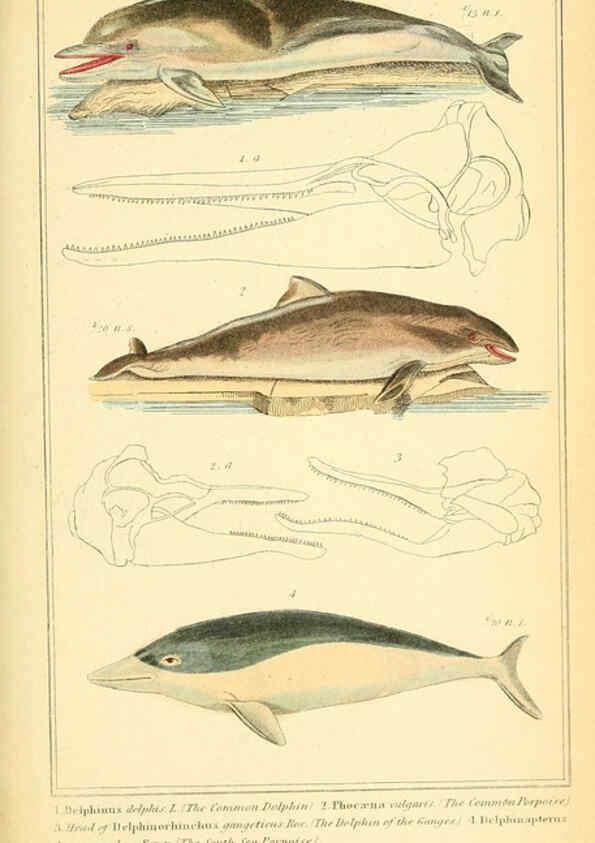 Reproducción/Reproduction 6026164958: The animal kingdom, arranged according to its organization, serving as a foundation for the natural history of animals. v.1 plates. London :G. Henderson,1834-1837