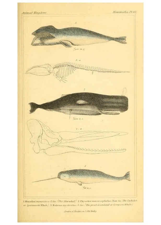 Reproducción/Reproduction 6026165182: The animal kingdom, arranged according to its organization, serving as a foundation for the natural history of animals. v.1 plates. London :G. Henderson,1834-1837