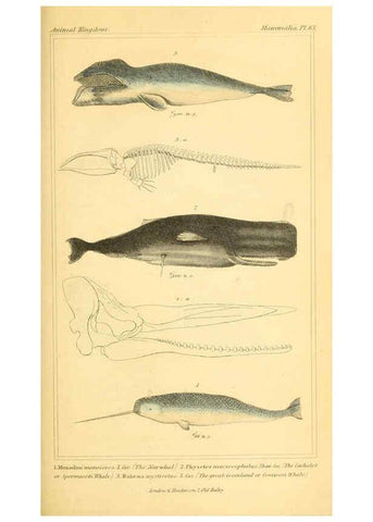 Reproducción/Reproduction 6026165182: The animal kingdom, arranged according to its organization, serving as a foundation for the natural history of animals. v.1 plates. London :G. Henderson,1834-1837