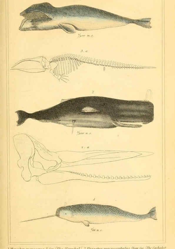 Reproducción/Reproduction 6026165182: The animal kingdom, arranged according to its organization, serving as a foundation for the natural history of animals. v.1 plates. London :G. Henderson,1834-1837