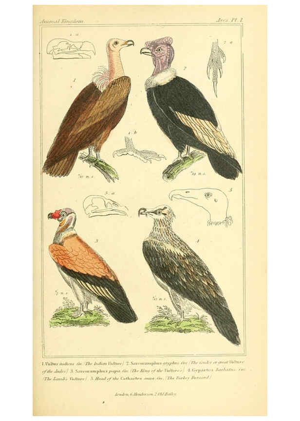 Reproducción/Reproduction 6025609249: The animal kingdom, arranged according to its organization, serving as a foundation for the natural history of animals. v.1 plates. London :G. Henderson,1834-1837
