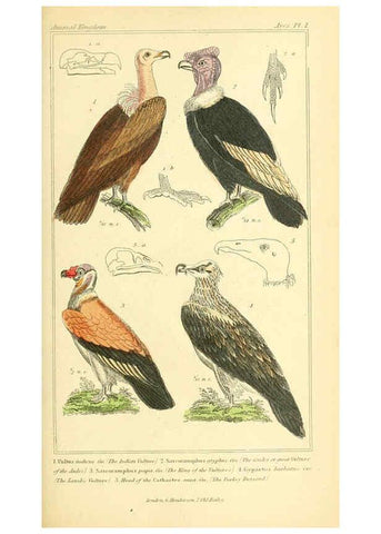 Reproducción/Reproduction 6025609249: The animal kingdom, arranged according to its organization, serving as a foundation for the natural history of animals. v.1 plates. London :G. Henderson,1834-1837