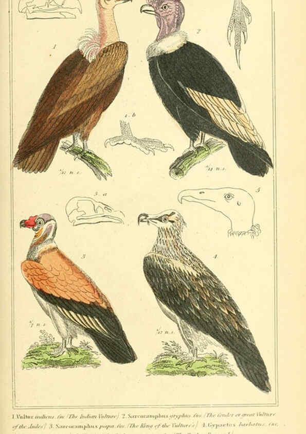 Reproducción/Reproduction 6025609249: The animal kingdom, arranged according to its organization, serving as a foundation for the natural history of animals. v.1 plates. London :G. Henderson,1834-1837
