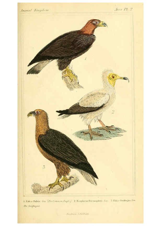 Reproducción/Reproduction 6025609737: The animal kingdom, arranged according to its organization, serving as a foundation for the natural history of animals. v.1 plates. London :G. Henderson,1834-1837