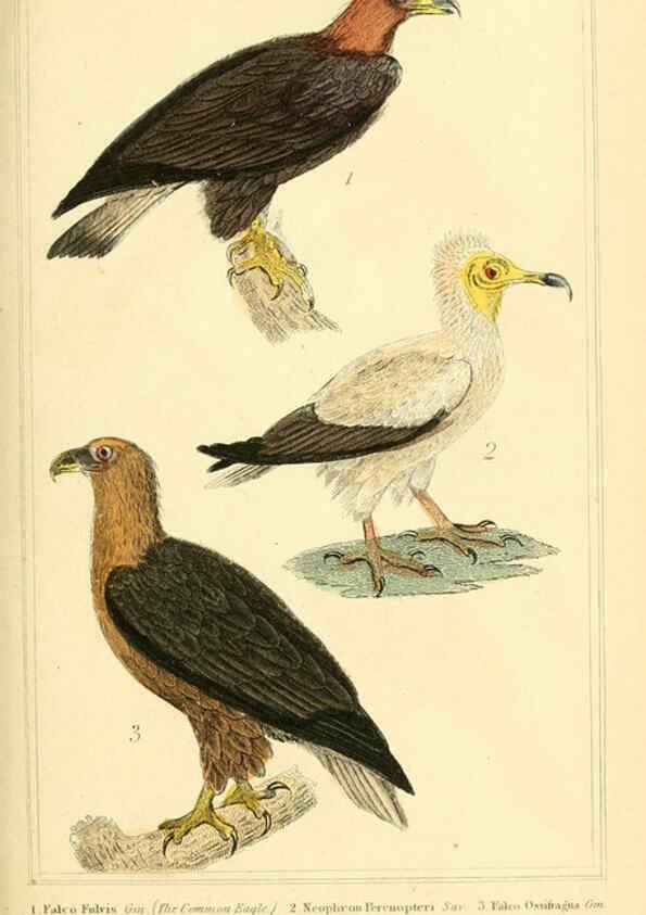 Reproducción/Reproduction 6025609737: The animal kingdom, arranged according to its organization, serving as a foundation for the natural history of animals. v.1 plates. London :G. Henderson,1834-1837