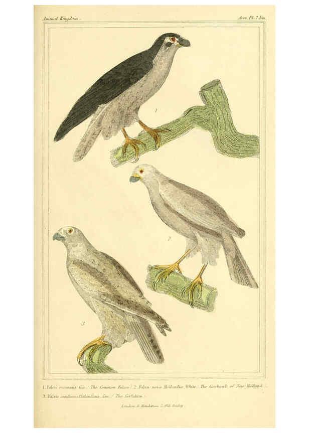 Reproducción/Reproduction 6025610077: The animal kingdom, arranged according to its organization, serving as a foundation for the natural history of animals. v.1 plates. London :G. Henderson,1834-1837