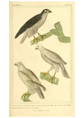 Reproducción/Reproduction 6025610077: The animal kingdom, arranged according to its organization, serving as a foundation for the natural history of animals. v.1 plates. London :G. Henderson,1834-1837
