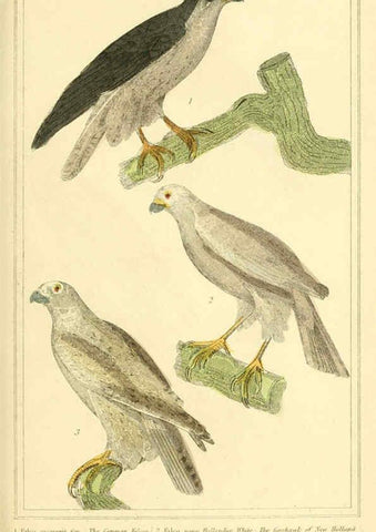 Reproducción/Reproduction 6025610077: The animal kingdom, arranged according to its organization, serving as a foundation for the natural history of animals. v.1 plates. London :G. Henderson,1834-1837
