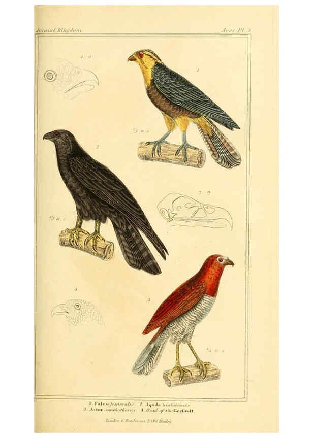 Reproducción/Reproduction 6026166406: The animal kingdom, arranged according to its organization, serving as a foundation for the natural history of animals. v.1 plates. London :G. Henderson,1834-1837