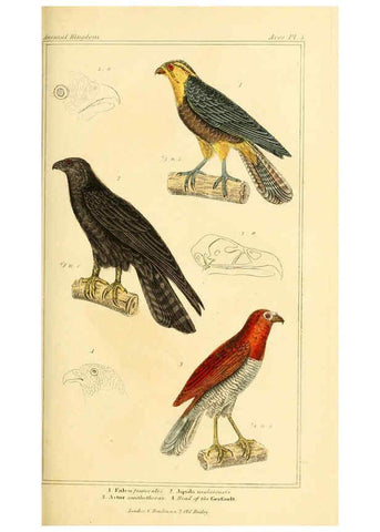 Reproducción/Reproduction 6026166406: The animal kingdom, arranged according to its organization, serving as a foundation for the natural history of animals. v.1 plates. London :G. Henderson,1834-1837