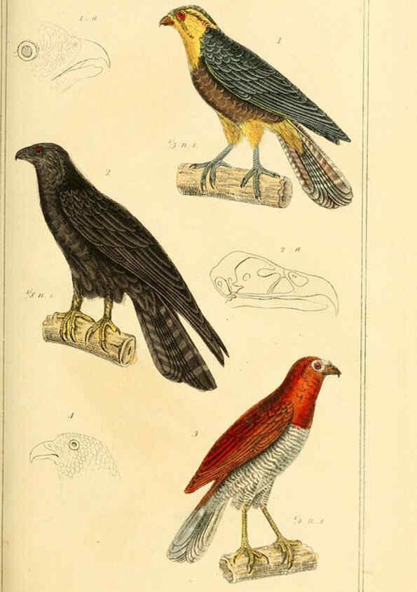 Reproducción/Reproduction 6026166406: The animal kingdom, arranged according to its organization, serving as a foundation for the natural history of animals. v.1 plates. London :G. Henderson,1834-1837