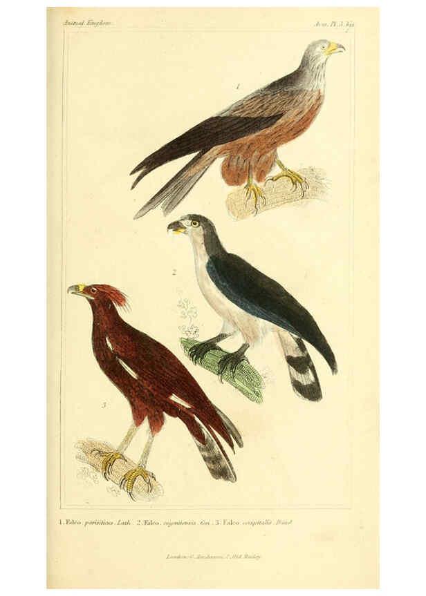 Reproducción/Reproduction 6025610559: The animal kingdom, arranged according to its organization, serving as a foundation for the natural history of animals. v.1 plates. London :G. Henderson,1834-1837