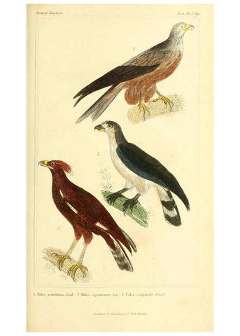Reproducción/Reproduction 6025610559: The animal kingdom, arranged according to its organization, serving as a foundation for the natural history of animals. v.1 plates. London :G. Henderson,1834-1837