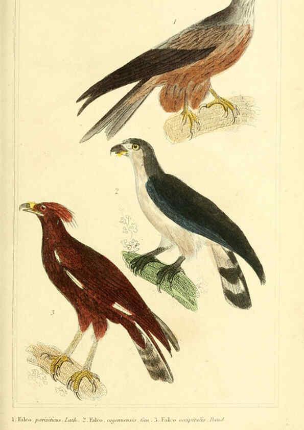 Reproducción/Reproduction 6025610559: The animal kingdom, arranged according to its organization, serving as a foundation for the natural history of animals. v.1 plates. London :G. Henderson,1834-1837