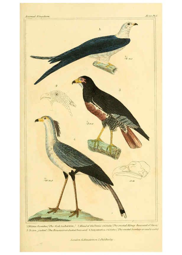 Reproducción/Reproduction 6026166874: The animal kingdom, arranged according to its organization, serving as a foundation for the natural history of animals. v.1 plates. London :G. Henderson,1834-1837