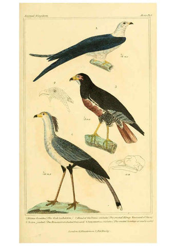 Reproducción/Reproduction 6026166874: The animal kingdom, arranged according to its organization, serving as a foundation for the natural history of animals. v.1 plates. London :G. Henderson,1834-1837