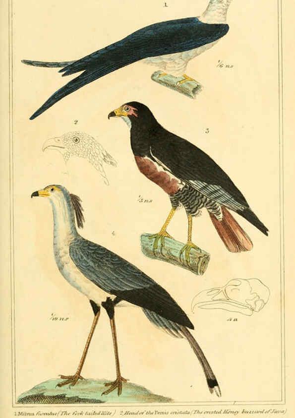 Reproducción/Reproduction 6026166874: The animal kingdom, arranged according to its organization, serving as a foundation for the natural history of animals. v.1 plates. London :G. Henderson,1834-1837