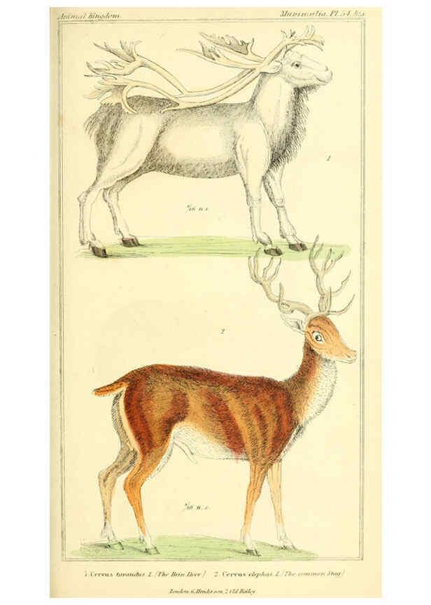 Reproducción/Reproduction 6025605347: The animal kingdom, arranged according to its organization, serving as a foundation for the natural history of animals. v.1 plates. London :G. Henderson,1834-1837
