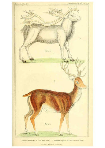 Reproducción/Reproduction 6025605347: The animal kingdom, arranged according to its organization, serving as a foundation for the natural history of animals. v.1 plates. London :G. Henderson,1834-1837