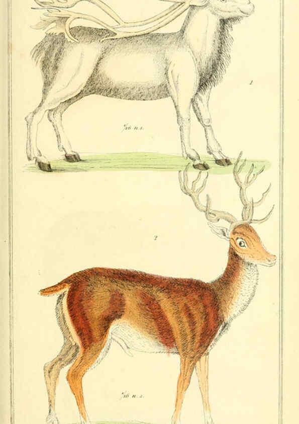 Reproducción/Reproduction 6025605347: The animal kingdom, arranged according to its organization, serving as a foundation for the natural history of animals. v.1 plates. London :G. Henderson,1834-1837