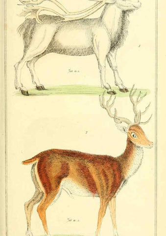 Reproducción/Reproduction 6025605347: The animal kingdom, arranged according to its organization, serving as a foundation for the natural history of animals. v.1 plates. London :G. Henderson,1834-1837
