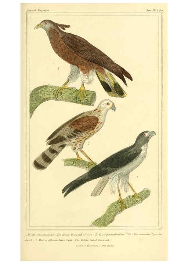 Reproducción/Reproduction 6026167180: The animal kingdom, arranged according to its organization, serving as a foundation for the natural history of animals. v.1 plates. London :G. Henderson,1834-1837