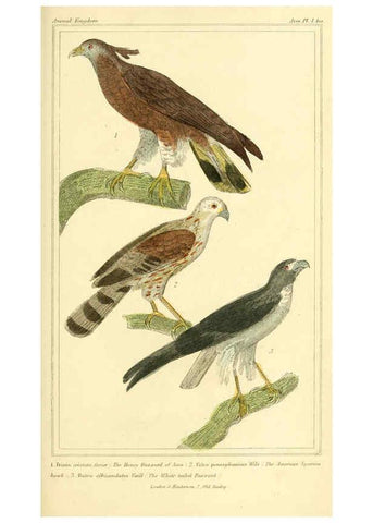 Reproducción/Reproduction 6026167180: The animal kingdom, arranged according to its organization, serving as a foundation for the natural history of animals. v.1 plates. London :G. Henderson,1834-1837