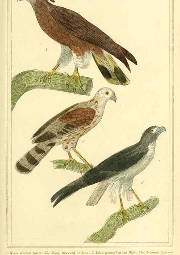 Reproducción/Reproduction 6026167180: The animal kingdom, arranged according to its organization, serving as a foundation for the natural history of animals. v.1 plates. London :G. Henderson,1834-1837