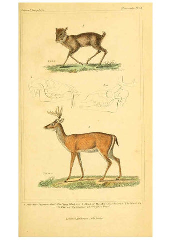 Reproducción/Reproduction 6026161384: The animal kingdom, arranged according to its organization, serving as a foundation for the natural history of animals. v.1 plates. London :G. Henderson,1834-1837