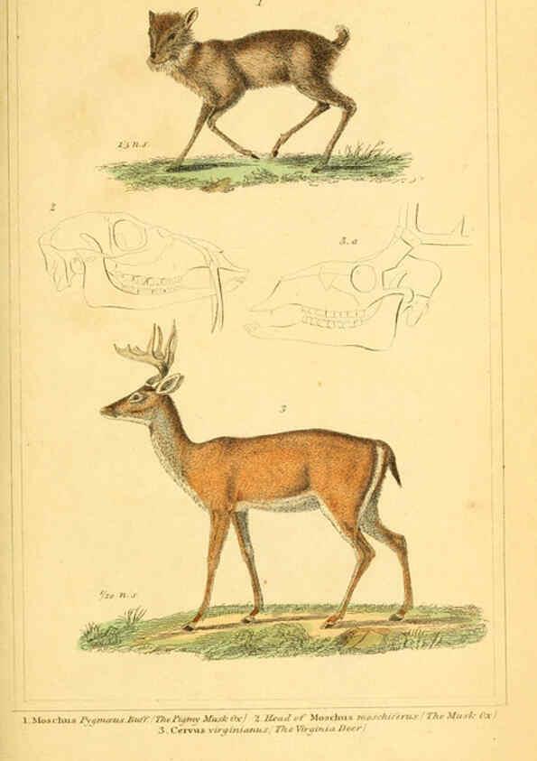 Reproducción/Reproduction 6026161384: The animal kingdom, arranged according to its organization, serving as a foundation for the natural history of animals. v.1 plates. London :G. Henderson,1834-1837