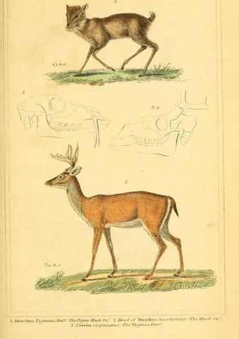 Reproducción/Reproduction 6026161384: The animal kingdom, arranged according to its organization, serving as a foundation for the natural history of animals. v.1 plates. London :G. Henderson,1834-1837
