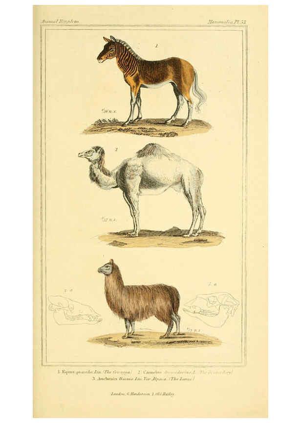 Reproducción/Reproduction 6025604577: The animal kingdom, arranged according to its organization, serving as a foundation for the natural history of animals. v.1 plates. London :G. Henderson,1834-1837